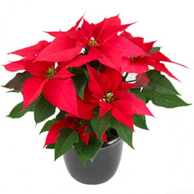 Planta Poinsettia