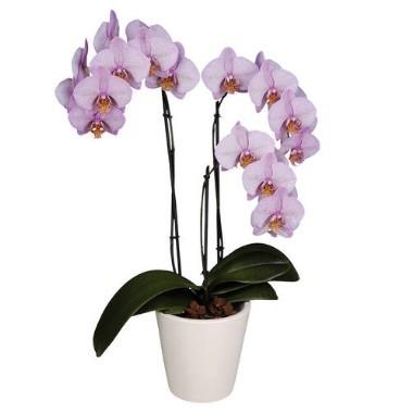 Planta de Orqu�deas