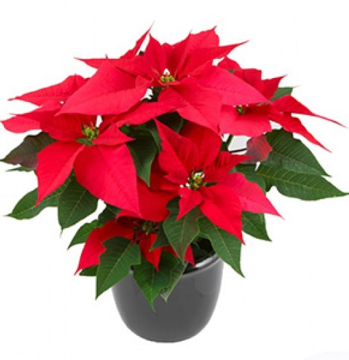 Planta Poinsettia