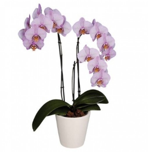 Planta de Orqu�deas